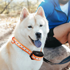 Pawtopie Dog Training Collar
