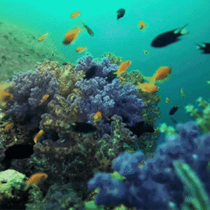 MatroDive
