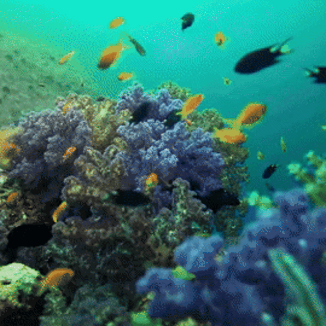 MatroDive